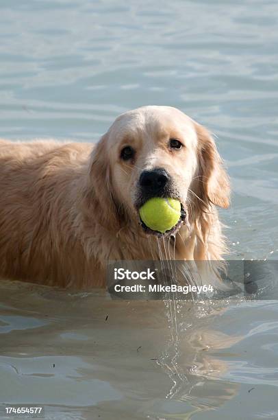 Golden Retriever Retrieving Stock Photo - Download Image Now - Animal, Dog, Golden Retriever