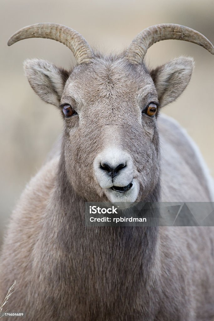 Bighorn Sheep - Lizenzfrei Schaf Stock-Foto