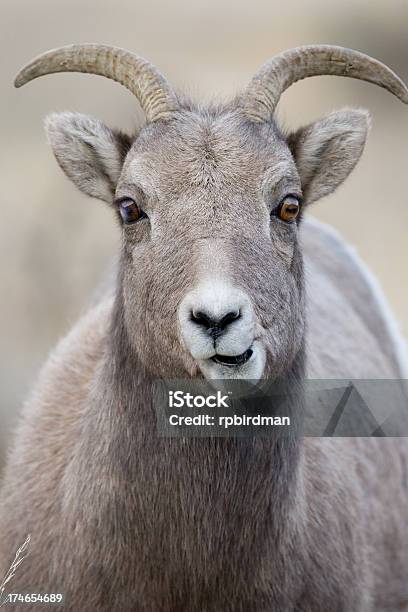 Bighorn Sheep Stockfoto und mehr Bilder von Schaf - Schaf, Schafbock, Berg