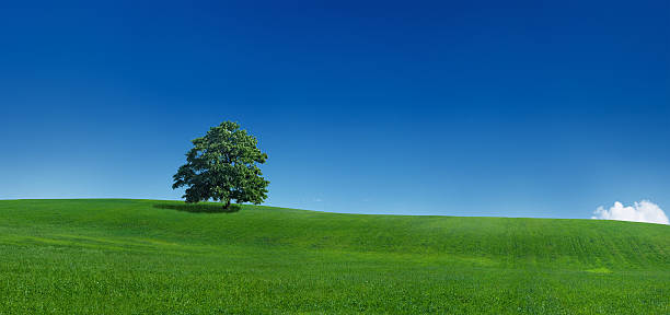 istock Panoramic spring landscape 35MPix XXXL size 174654744