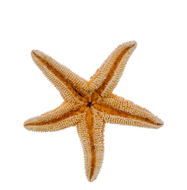 istock Star Fish, Echinoderm and Sea Life 174654813