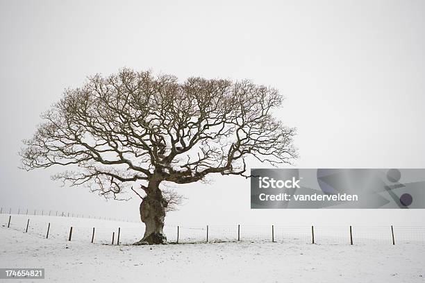 Oak No Inverno Neve - Fotografias de stock e mais imagens de Carvalho - Carvalho, Cerca, Conceito