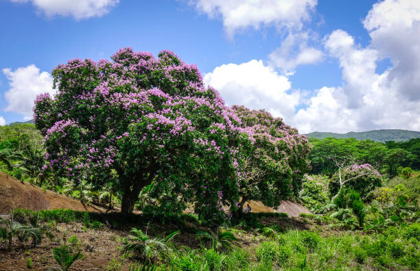 istock Lagerstroemia indica flowers blooming in spring 1746548255