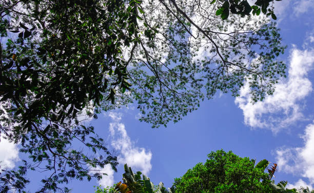 istock Green trees under the blue sky at sunny day 1746549065