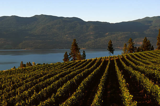 bodega rural pintoresco lago - kelowna chardonnay grape vineyard grape fotografías e imágenes de stock