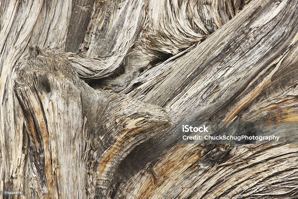 Western osteosperma Baum Woodgrain - Lizenzfrei Abgestorbene Pflanze Stock-Foto