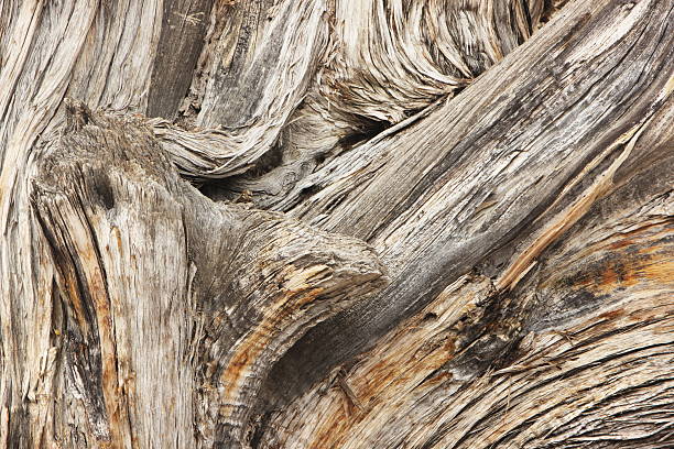 Juniperus osteosperma Tree Woodgrain Dead gray Juniperus osteosperma juniper tree twisted and broken open exposing bleached shredded textured woodgrain trunk. juniper tree juniperus osteosperma stock pictures, royalty-free photos & images