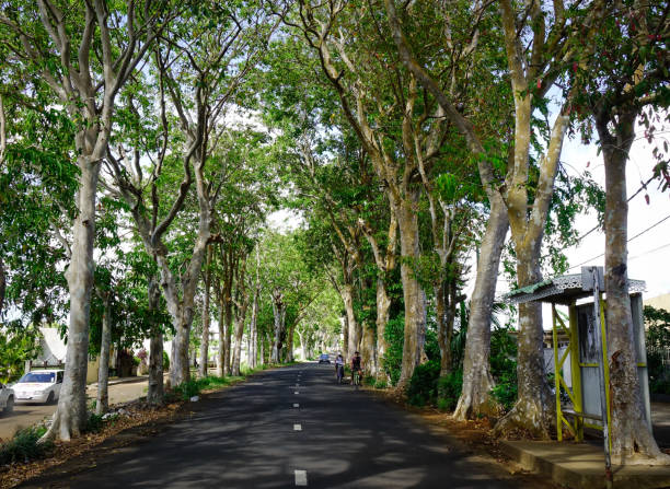 istock A road running through a tunnel of green trees 1746550623