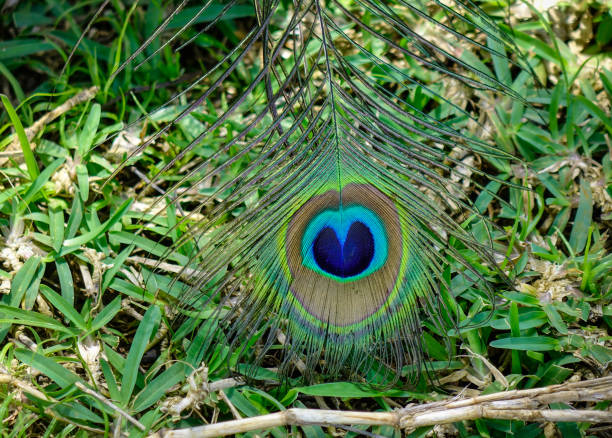 istock Detail of peacock leather 1746551199