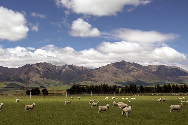 Sheep in the Foothills stock photo