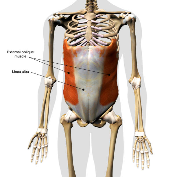 istock Male External Oblique Muscle in Isolation on Human Skeleton, 3D Rendering, Labeled 1746551832