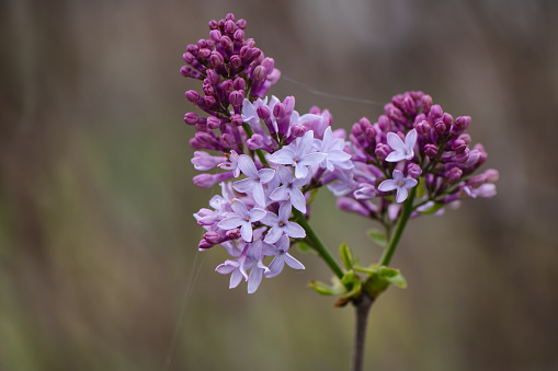 Blossoming purple lilacs in the spring