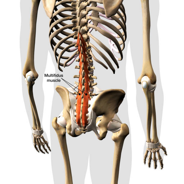istock Labeled Multifidus Muscles Isolated on the Spinal Column, Rear View, 3D Rendering 1746552414