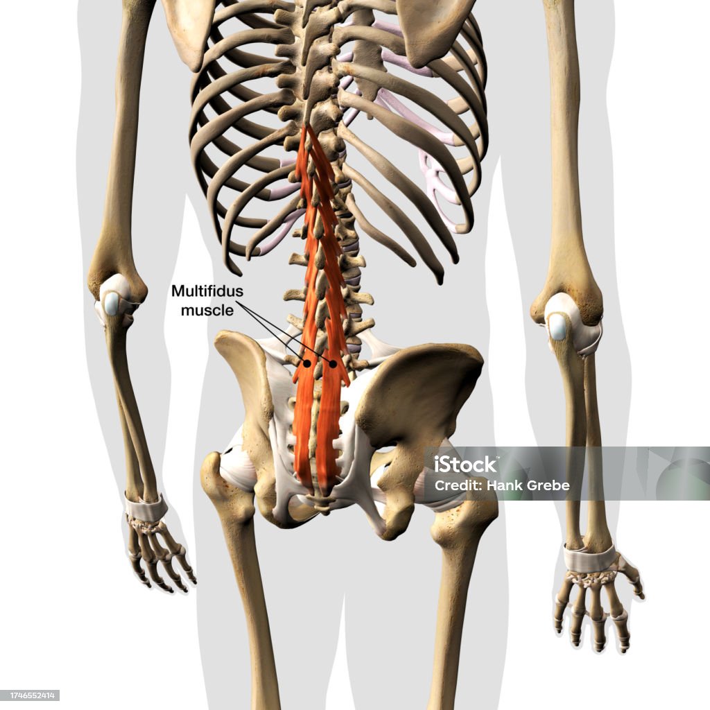 Multitidus Labeled Multifidus Muscles Isolated On The Spinal Column Rear View 3d ...