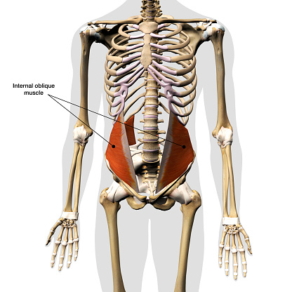 Frontal view of human skeleton with the internal oblique muscles of the abdomen in isolation and text labeled.  3D rendering on a white background.
