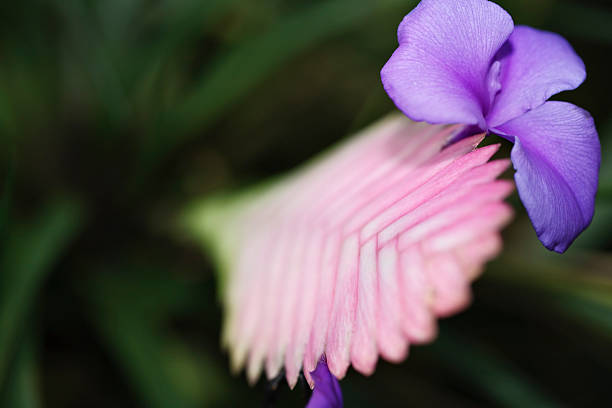 em cor-de-rosa flor roxa bromeliácea - cactus flower single flower bromeliad - fotografias e filmes do acervo