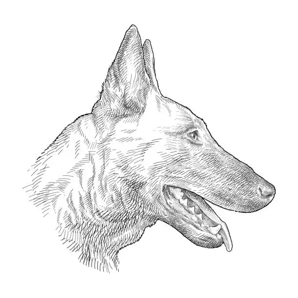 Vector illustration of Hand drawn sketch of German Shepherd head profile in black isolated on white background.