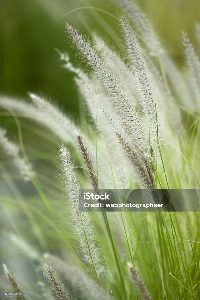 Wild herbe - Photo de Fléole des prés libre de droits
