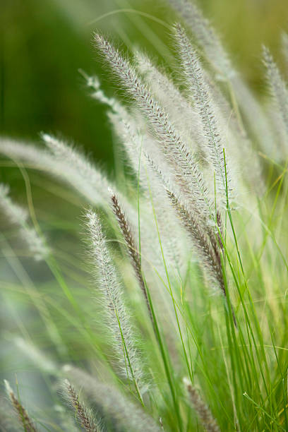 개척시대의 잔디 - plant size 뉴스 사진 이미지