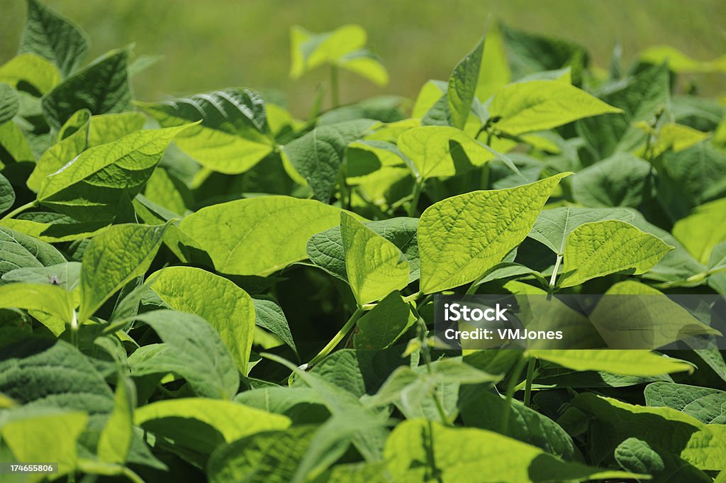 Haricot bio de plantes - Photo de Agriculture libre de droits