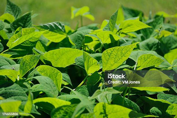 Organiczne Fasola Ulistniony - zdjęcia stockowe i więcej obrazów Azot - Azot, Bez ludzi, Białko