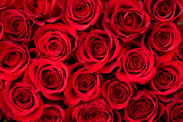 fond rose - dozen roses rose flower arrangement red photos et images de collection