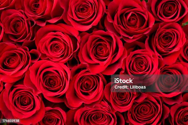 Rose Background Stock Photo - Download Image Now - Rose - Flower, Valentine's Day - Holiday, Red
