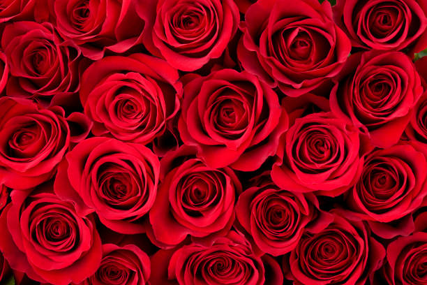 rose background - valentines day 個照片及圖片檔