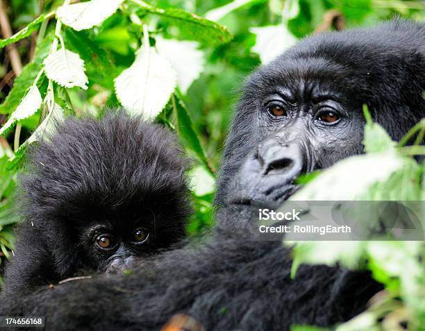 Mountain Gorilla Mutter Und Baby Stockfoto und mehr Bilder von Affe - Affe, Afrika, Bedrohte Tierart