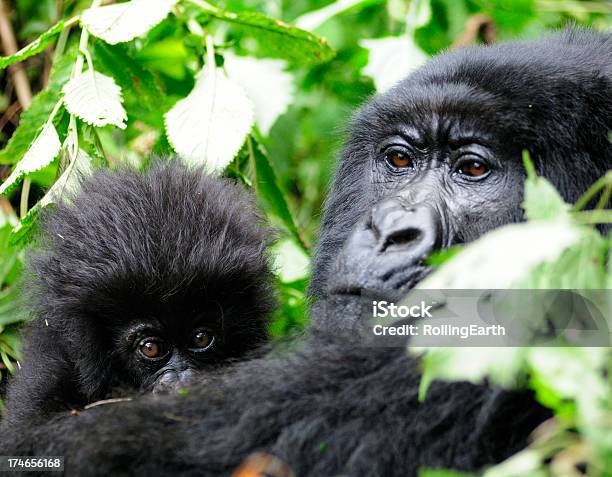 Gorila De Montaña Madre Y Bebé Foto de stock y más banco de imágenes de Animal - Animal, Animales salvajes, Belleza