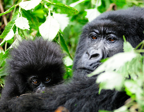 istock Mountain Gorilla Mother and Baby 174656168
