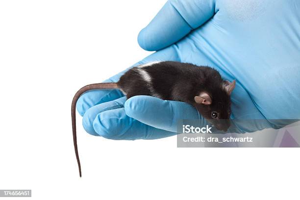 Cientista Segurando Experimental Do Rato - Fotografias de stock e mais imagens de Animal - Animal, Animal de Estimação, Bata de Laboratório