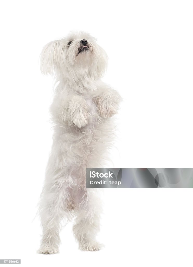 Perro maltés encuentra en la parte posterior de las piernas - Foto de stock de Blanco - Color libre de derechos