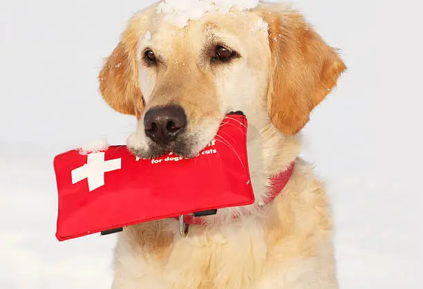 Golden Retriever in the snow holding First-Aid-Kit