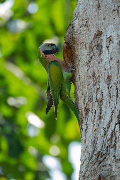 istock The red-breasted parakeet is a parrot native to Southeast Asia 1746566448