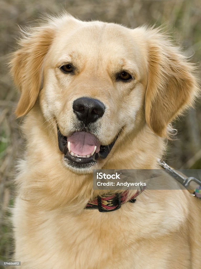 Freundliche Golden Retriever - Lizenzfrei Hund Stock-Foto