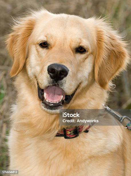 Freundliche Golden Retriever Stockfoto und mehr Bilder von Hund - Hund, Nah, Vorderansicht