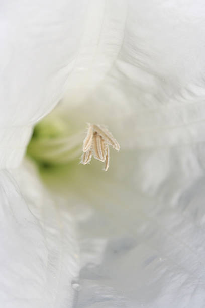 istock white trumpet detail 174656815