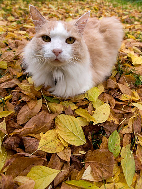 istock Proud lion of the leaf covered lawn 174656839