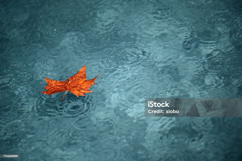 Red Leaf In Water On Rainy Day Partially submerged maple leaf in a water on a rainy day. Autumn Stock Photo