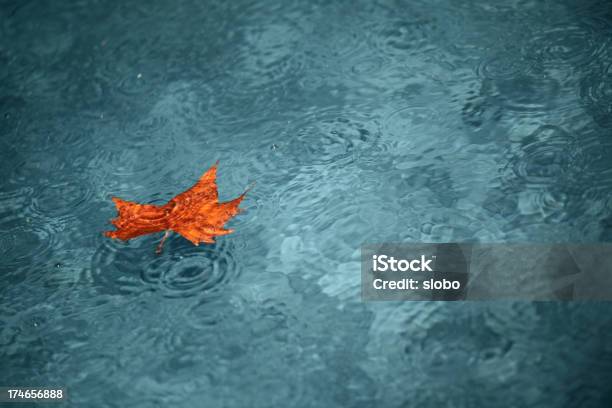 Red Leaf In Water On Rainy Day Stock Photo - Download Image Now - Autumn, Swimming Pool, Backgrounds