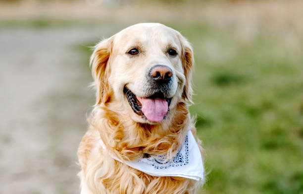 istock Golden retriever dog portrait 1746569272