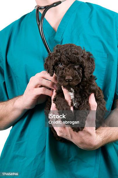 수의사 체크인 강아지-어린 동물에 대한 스톡 사진 및 기타 이미지 - 강아지-어린 동물, 개, 건강관리와 의술