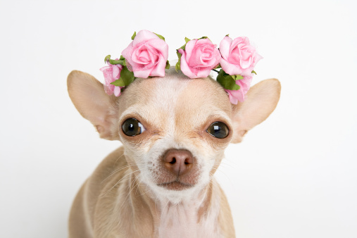 little chihuahua with crown of pink roses