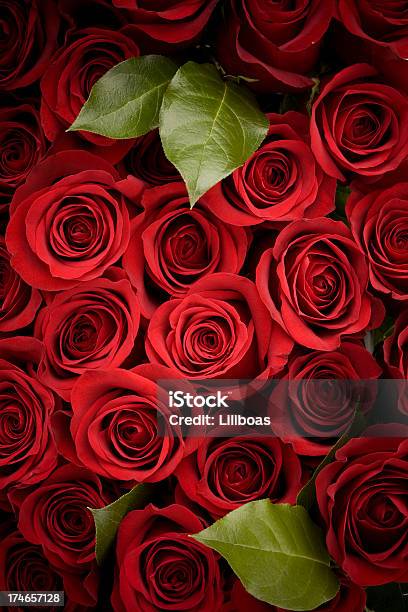 ローズの - バラのしとねのストックフォトや画像を多数ご用意 - バラのしとね, バレンタインデー, ビネット効果