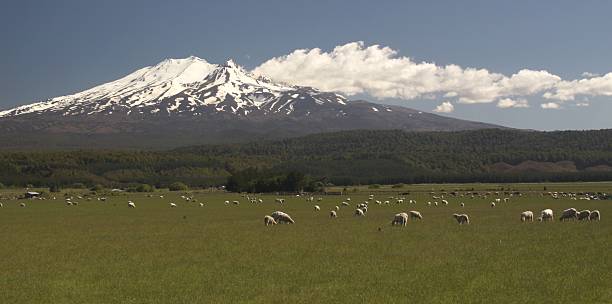 Mount Ruapehu and Sheep stock photo