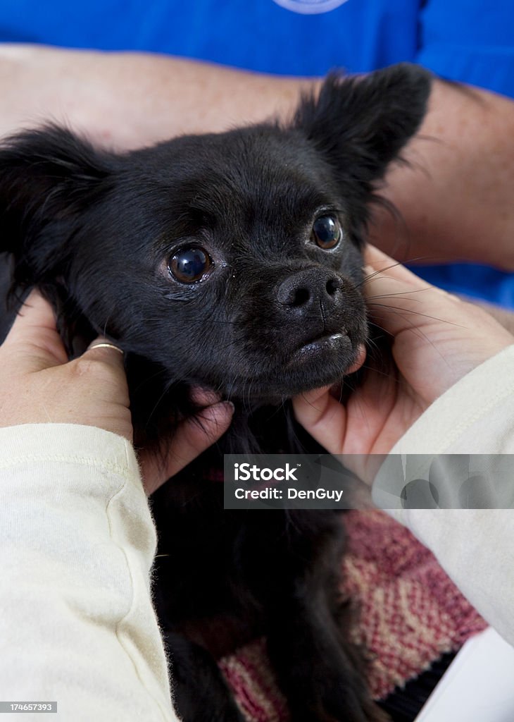 Veterinario técnico reconfortante un deteriorado Chihuahua - Foto de stock de Animal libre de derechos