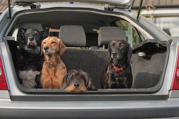 ready for the off four dogs in the trunk of a car wire haired stock pictures, royalty-free photos & images