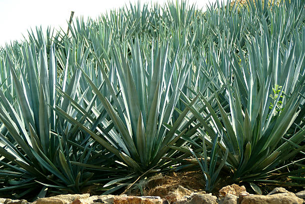 Blue Agave - Tequila Cactus "Blue Agave - Tequila Cactus growing in Jalisco, MexicoSee more Mexican vacation images:" blue agave photos stock pictures, royalty-free photos & images
