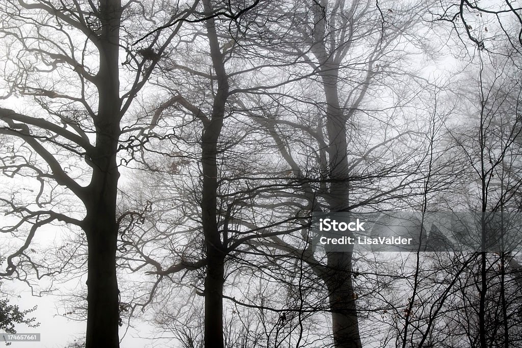 Inverno rami - Foto stock royalty-free di Albero